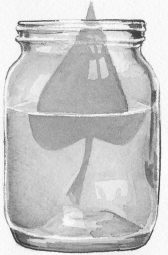 leaf in a mason jar