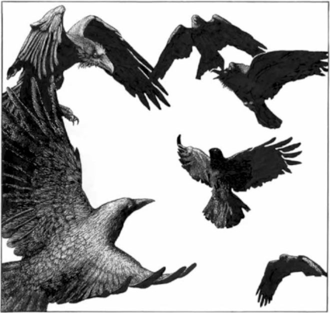 Ravens vs Crows