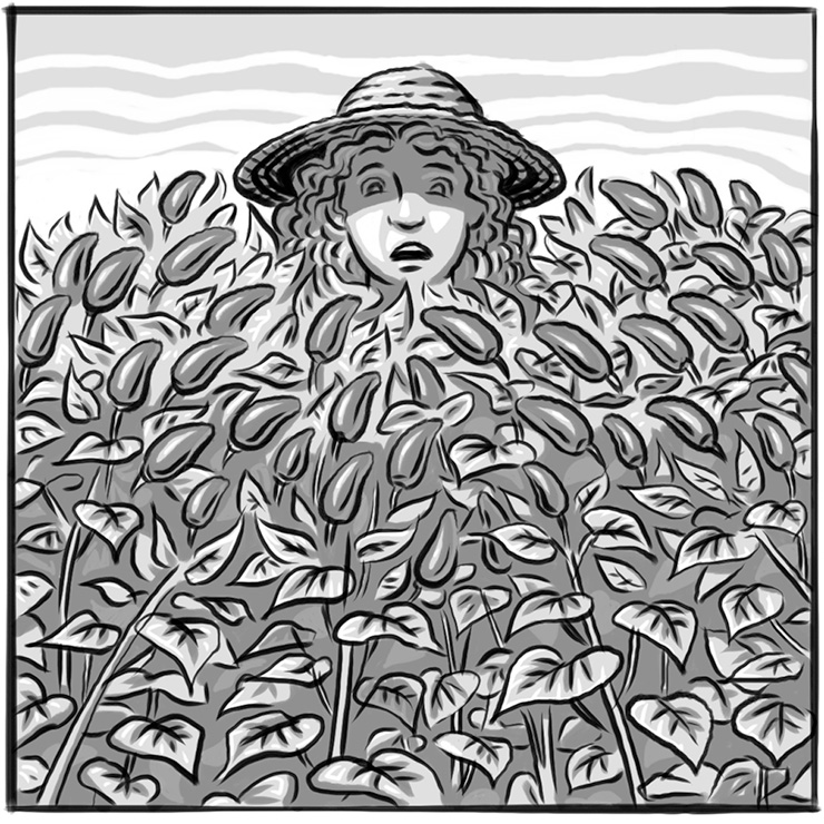Woman in a field of chilli