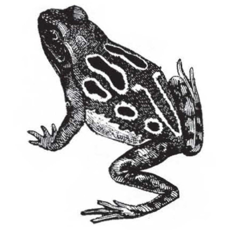 Relax and Name Frogs - GreenPrints