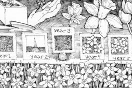 A Garden Diary Story About A Powerful Daffodil