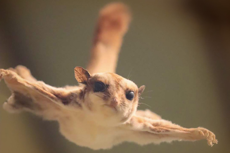 Why my ambivalence towards flying squirrels turned to hatred