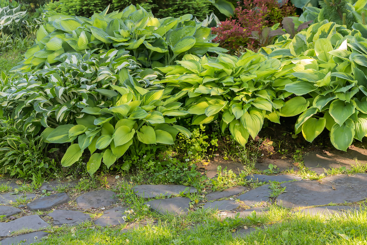 Are Hostas the perfect plant?
