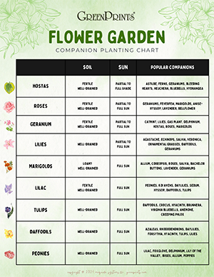Printable Flower Garden Companion Planting Chart